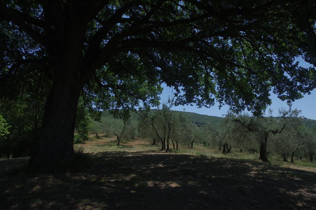 Borgo Buciardella Villa Baschi Bagian luar foto