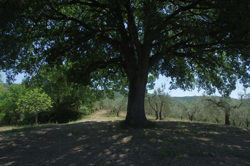Borgo Buciardella Villa Baschi Bagian luar foto